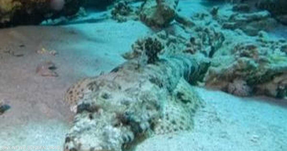 سمكة أم تمساح.. فيديو لـ”كائن غريب” بقاع البحر الأحمر