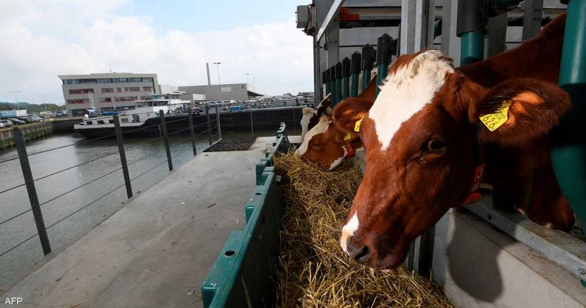 كيف يمنع المغرب تسلل “جنون البقر” القادم من البرازيل؟