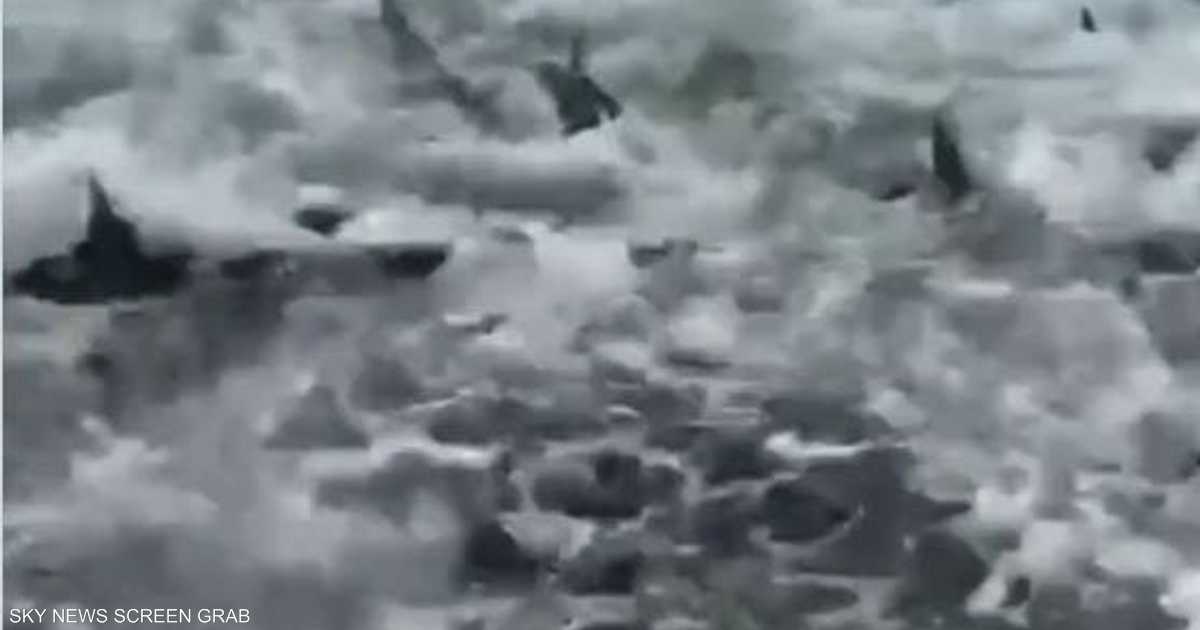 فيديو يرصد حالة جنونية لأسماك القرش.. أثارت رعب الصيادين