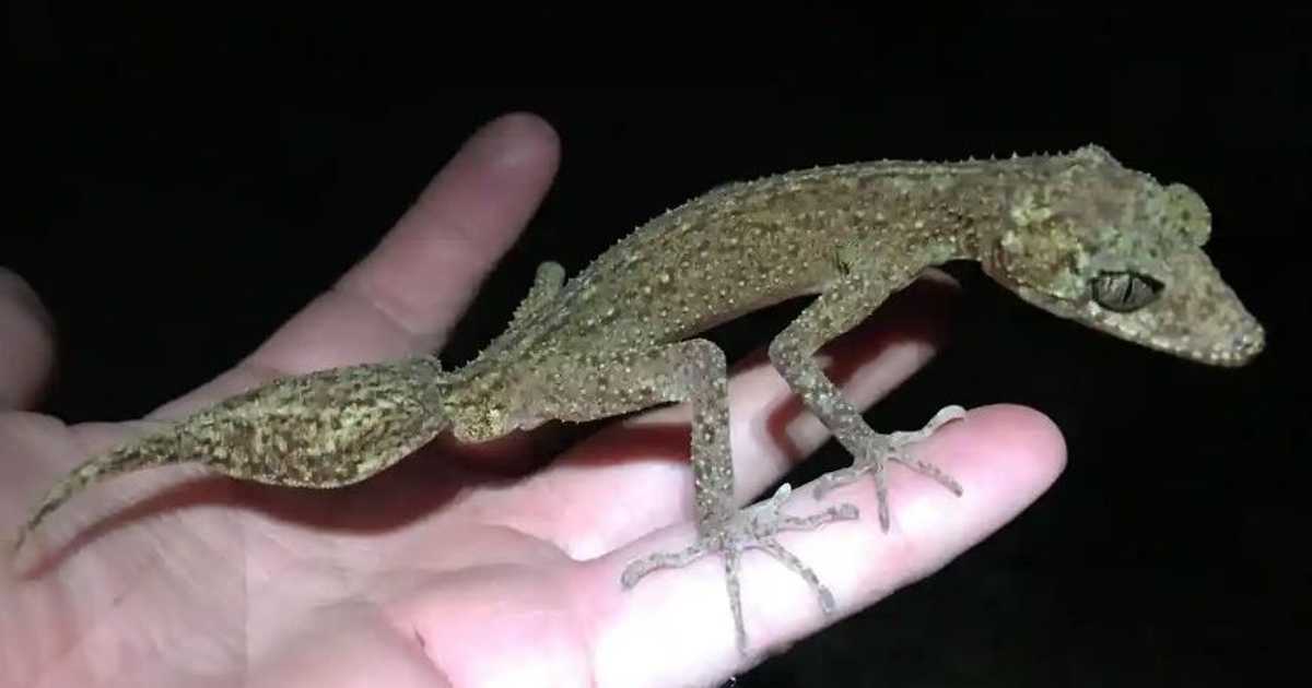 اكتشاف حيوان جديد في أستراليا.. قد يكون الأخير في القارة