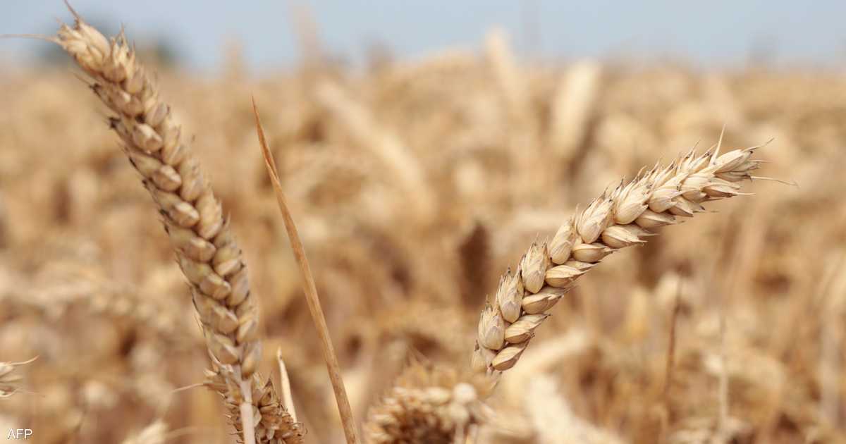 ماذا يعني انسحاب مصر من اتفاقية الحبوب؟