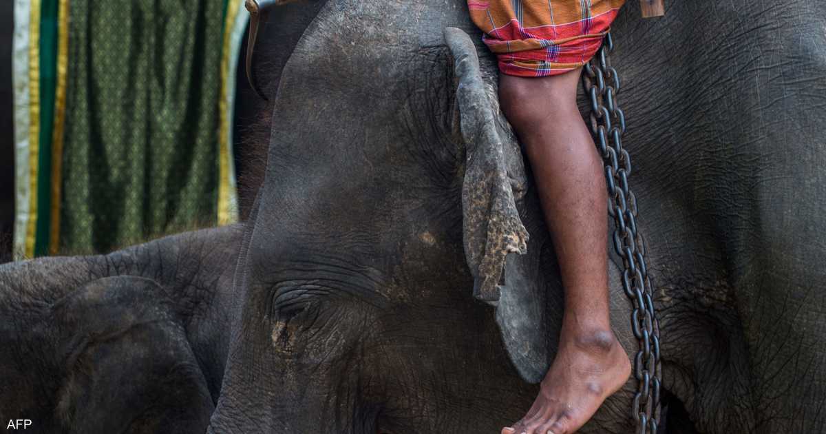 صورة “مروعة”.. هذا ما يحدث لظهر الفيل بعد عقود من حمل السياح