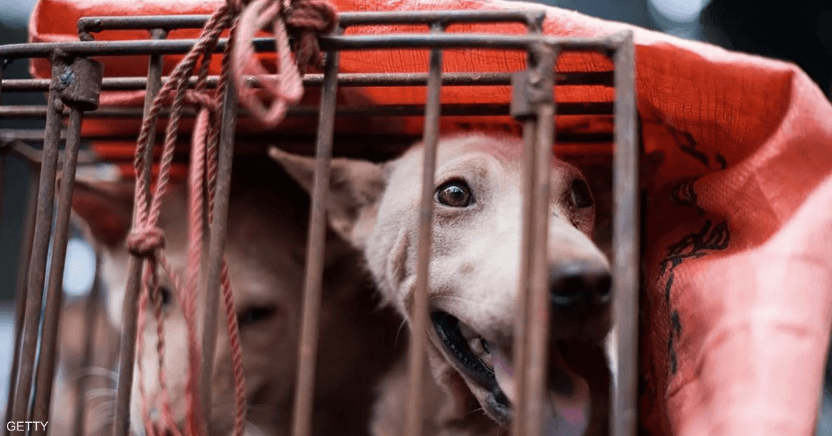 ضربة لـ”آكلي الكلاب” في كوريا الجنوبية.. ماذا يحدث؟