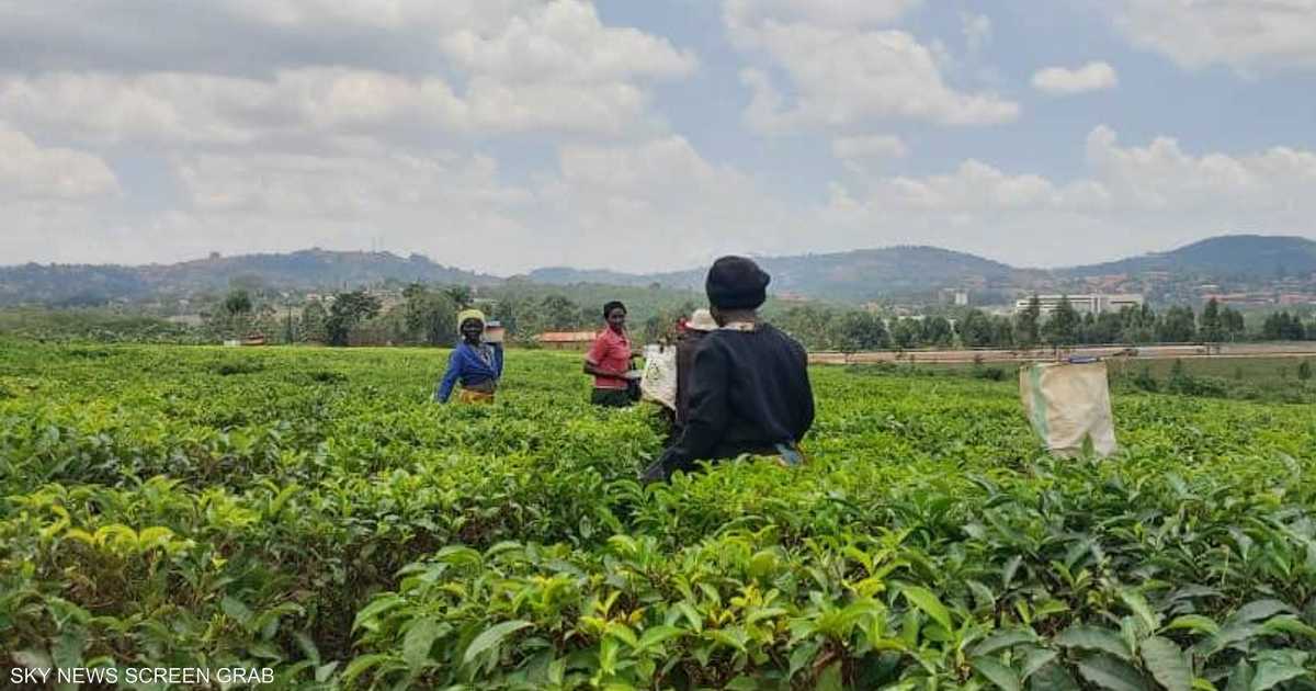 مشتريات رمضان تعوض خسائر مزارعي الشاي في شرق أفريقيا